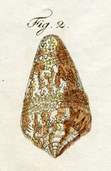 Illustration de Conus Ammiralis (sous-espèce Cedonulli), 1790